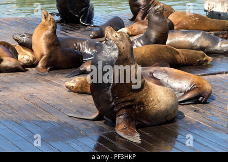 Sea Lions hauled out on wood platforms. Rather than remain in the water, pinnipeds haul-out onto land or sea-ice for reasons such as reproduction and  Stock Photo