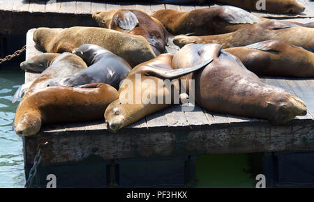 Sea Lions hauled out on wood platforms. Rather than remain in the water, pinnipeds haul-out onto land or sea-ice for reasons such as reproduction and  Stock Photo