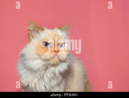 Close up portrait of a cream colored Peke-face Persian, which has an extremely flat face. Looks like a grumpy cat. Pink background Stock Photo