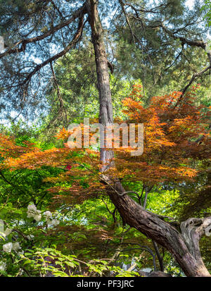 Yangzhou, Jiangsu, China.  Red Maple Leaves in the Ge Gardens. Stock Photo