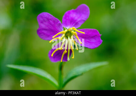 Virginia Meadow Beauty Flower (Shallow Depth-of-Field) - DuPont State Recreational Forest, near Brevard, North Carolina, USA Stock Photo