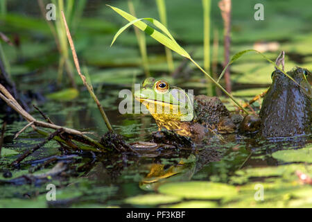 American Bullfrog (Lithobates catesbeianus) - Indian Point Trail - Garden of the Gods, Shawnee National Forest, Illinois, USA Stock Photo