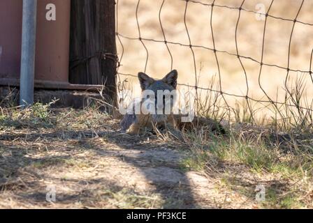 Catalina Island Fox Stock Photo