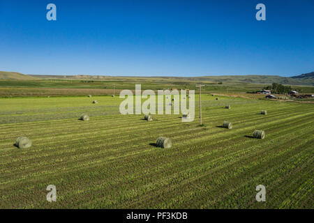 Rolls of green hay bales lays out in the field waiting for harvest. Stock Photo