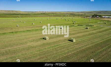 Green harvest hay lies out in the field of an American farm. Stock Photo