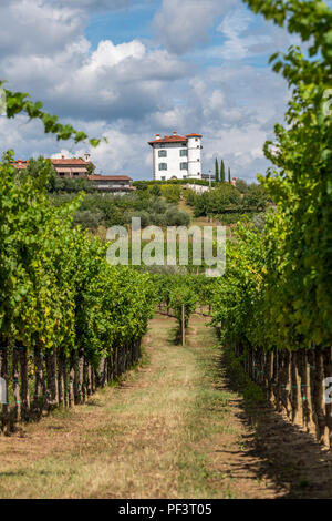 Village of Ceglo, also Zegla in famous Slovenian wine growing region of Goriska Brda view through vineyards and orchards, lit by sun and clouds in background Stock Photo