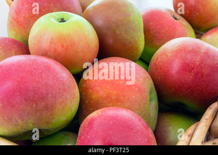 A Freshly Picked Basket of Discovery (Malus domestica) Apples. Stock Photo