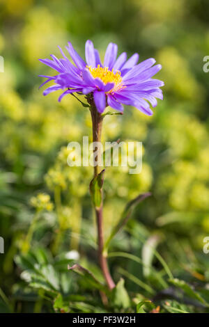 blooming natural boreal aster flower (aster alpinus) in green meadow Stock Photo