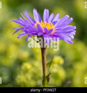 macro natural blooming boreal aster flower (aster alpinus) in green meadow Stock Photo