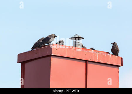 Jackdaws sitting on a chimney on the roof Stock Photo
