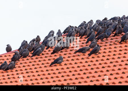 Flock with Jackdaws sitting on a roof Stock Photo