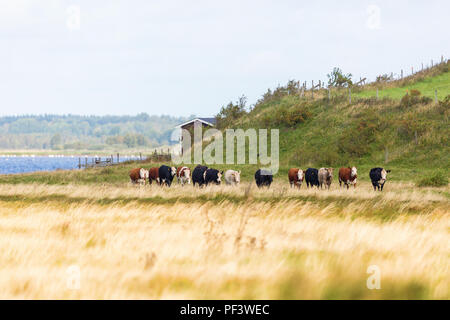 Flock of cows walking on the meadow by the lake Stock Photo