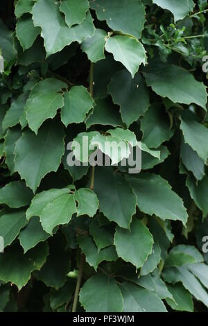 Tetrastigma voinierianum Stock Photo