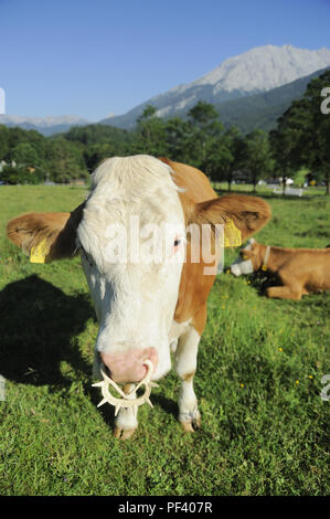 braune bayerische Rinder auf Wiese, Berchtesgadener Land, Oberbayern, Bayern, Deutschland | typical bavarian cattle on a meadow, Bavaria, Germany