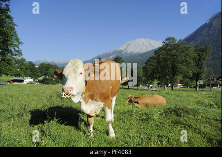 braune bayerische Rinder, Berchtesgadener Land, Oberbayern, Bayern, Deutschland | typical bavarian cattle on a meadow,. Bavaria, Germany