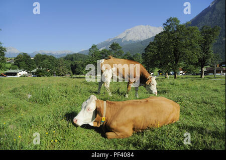 braune bayerische Rinder, Berchtesgadener Land, Oberbayern, Bayern, Deutschland | typical bavarian cattle on a meadow,. Bavaria, Germany