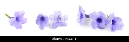 Fresh Purple Ruellia Tuberosa, Minnieroot, Fever Root, Snapdragon Root or Sheep Potato Flowers Isolated on White Background. Stock Photo