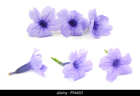 Fresh Purple Ruellia Tuberosa, Minnieroot, Fever Root, Snapdragon Root or Sheep Potato Flowers Isolated on White Background. Stock Photo