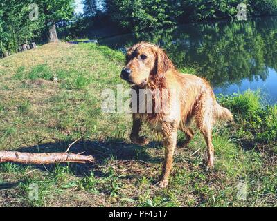 Young golden retriever swim and play at pond. Actions training games with family member and popular dog breed Stock Photo