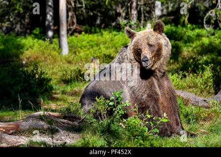 Brown bear is sitting in the forest. Stock Photo