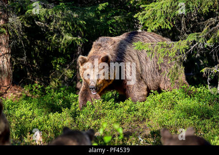 Big Brown bear male is coming out from the forest. Stock Photo