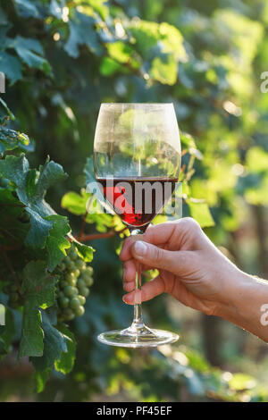 Glass of red wine in hand on grapevine background, closeup Stock Photo