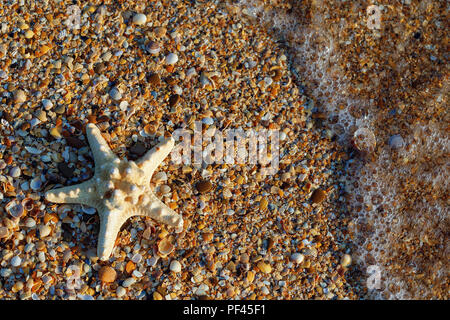 Starfish lying on small shells with space for text, top view Stock Photo