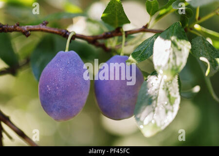 Two ripe plums on a branch, close-up Stock Photo