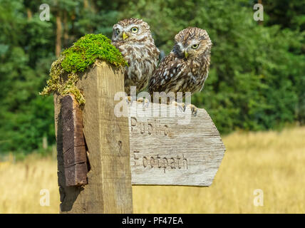 Little Owls, Scientific name: Athene Noctua. Two little owls sat on public footpath signpost which is pointing to the right. Horizontal. Stock Photo