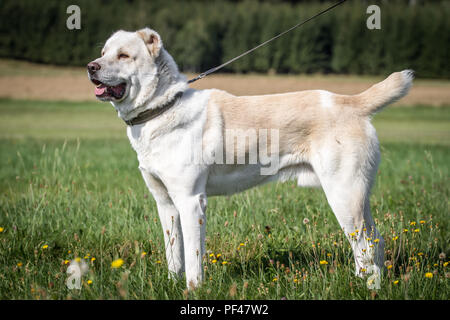 Central Asian Shepherd dog male Stock Photo