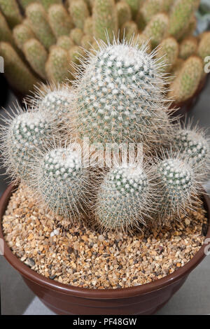 Mammillaria geminispina Cactus, succulents and indoor house plants at Southport Flower show, UK Stock Photo