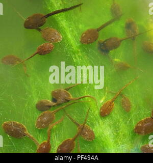Group of common frog tadpoles (Rana temporaria) feeding on green string algae Stock Photo