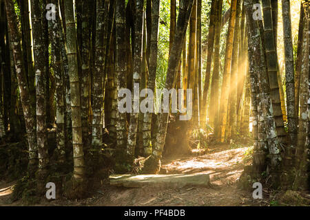 Giant bamboo forest Stock Photo