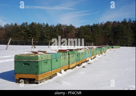 Bienenkörbe im Winter bei Oberohe in der Heide, Müden/Örtze, Landkreis Celle, Niedersachsen, Deutschland, Europa | beehives in winter time near Oberoh Stock Photo