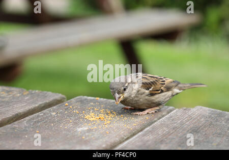 House Sparrow feeding on crumbs at a picnic table. Stock Photo