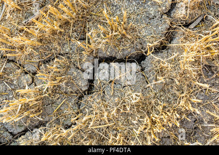 Close-up view from above of the cracked, dry soil in a field of wheat recently harvested in the french countryside. Stock Photo