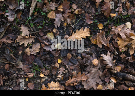 A variety of Autumn (Fall) leaves in brown and golden hues on wet soil of woodland floor. Photographed from above. Stock Photo