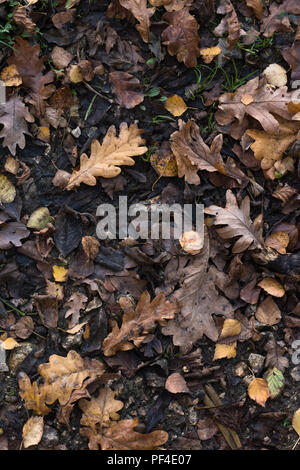 A variety of Autumn (Fall) leaves in brown and golden hues on wet soil of woodland floor. Overhead shot. Stock Photo