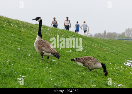 Visitors walking at Walthamstow Wetlands, London, England, United Kingdom, UK Stock Photo