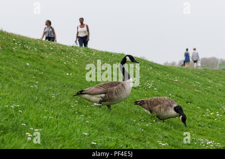 Visitors walking at Walthamstow Wetlands, London, England, United Kingdom, UK Stock Photo