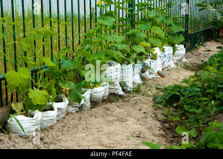 The original way of rapid growth of cucumbers in bags. Saving space for a piece of land. The fruits of the cucumber grow and are ready for harvesting. Stock Photo