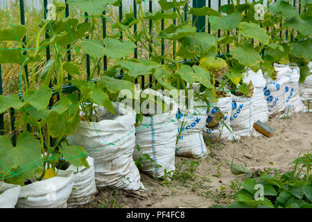 The original way of rapid growth of cucumbers in bags. Saving space for a piece of land. The fruits of the cucumber grow and are ready for harvesting. Stock Photo
