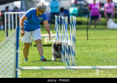 California, USA. 18 August 2018.  Keeshond Club of Southern California dog agility trails dog show at Mile Square Park in Fountain Valley, CA on August 18, 2018. Credit: Benjamin Ginsberg Credit: Benjamin Ginsberg/Alamy Live News Credit: Benjamin Ginsberg/Alamy Live News Stock Photo