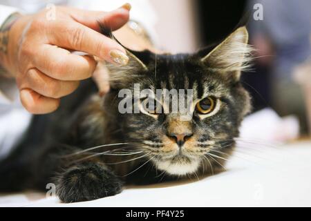 Sao Paulo, Brazil. 19th Aug, 2018. a cat is seen in a competition that takes place in an exhibition club on Paulista Avenue in Sao Paulo, on August 19, 2018. Credit: Dario Oliveira/ZUMA Wire/Alamy Live News Stock Photo