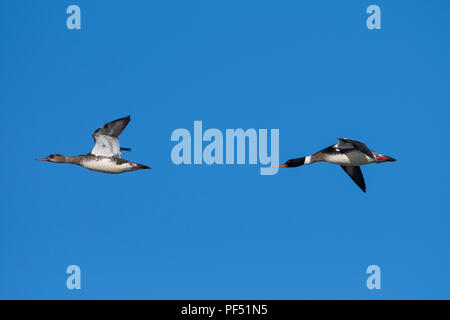 A pair of Red Breasted Merganser (Mergus serrator) in flight against clear blue sky, Loch Fleet, Sutherland, Scotland, UK Stock Photo