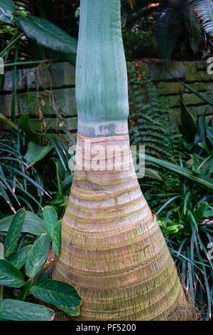 tropical palm tree from the arecaceae family native in mauritius Stock Photo