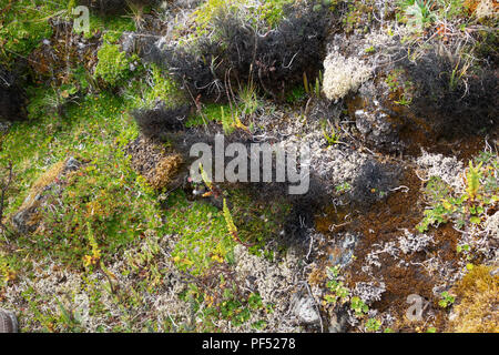 varied plant vegetation, or Paramo, growing in El Cajas National Park, Ecuador, South America Stock Photo