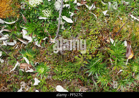 varied plant vegetation, or Paramo, growing in El Cajas National Park, Ecuador, South America Stock Photo