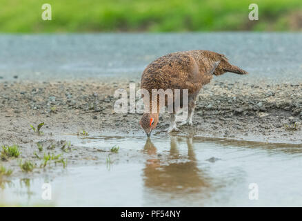 Red Grouse, male, cockbird drinking water from puddle on UK Grouse Moor during the 2018 heatwave.  Scientific name: lagopus lagopus scotica.Horizontal Stock Photo