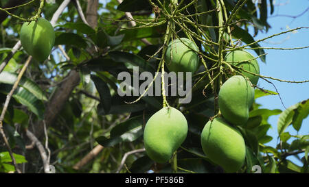 Mango tree with fruits. Bunch of green mango on tree. Bunch of green ripe mango on tree in garden. Stock Photo